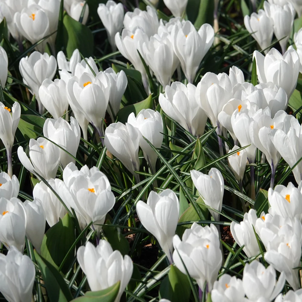 10 Crocus à grandes fleurs Jeanne d'Arc - Image 2