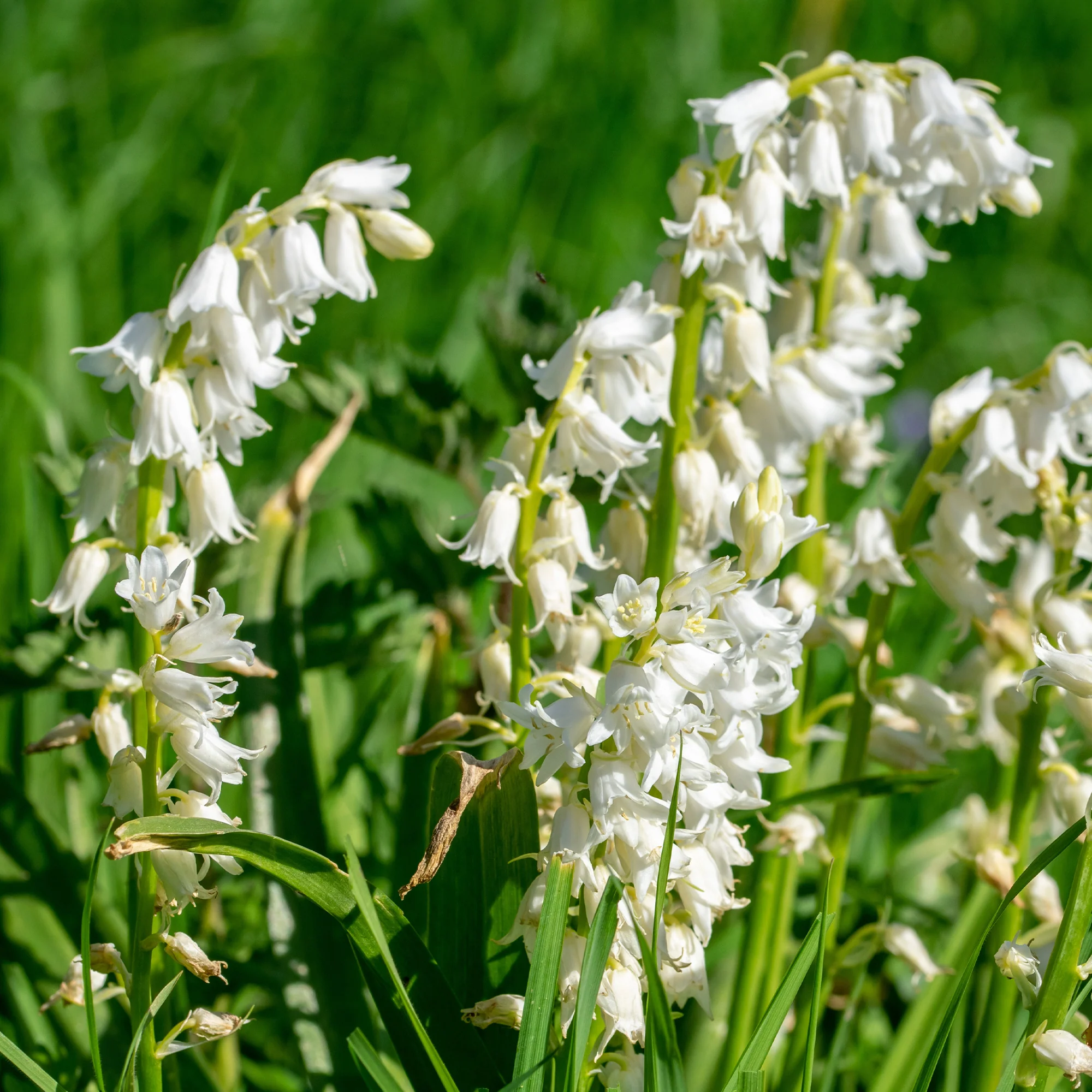 10 Jacinthes d'Espagne à fleurs blanches