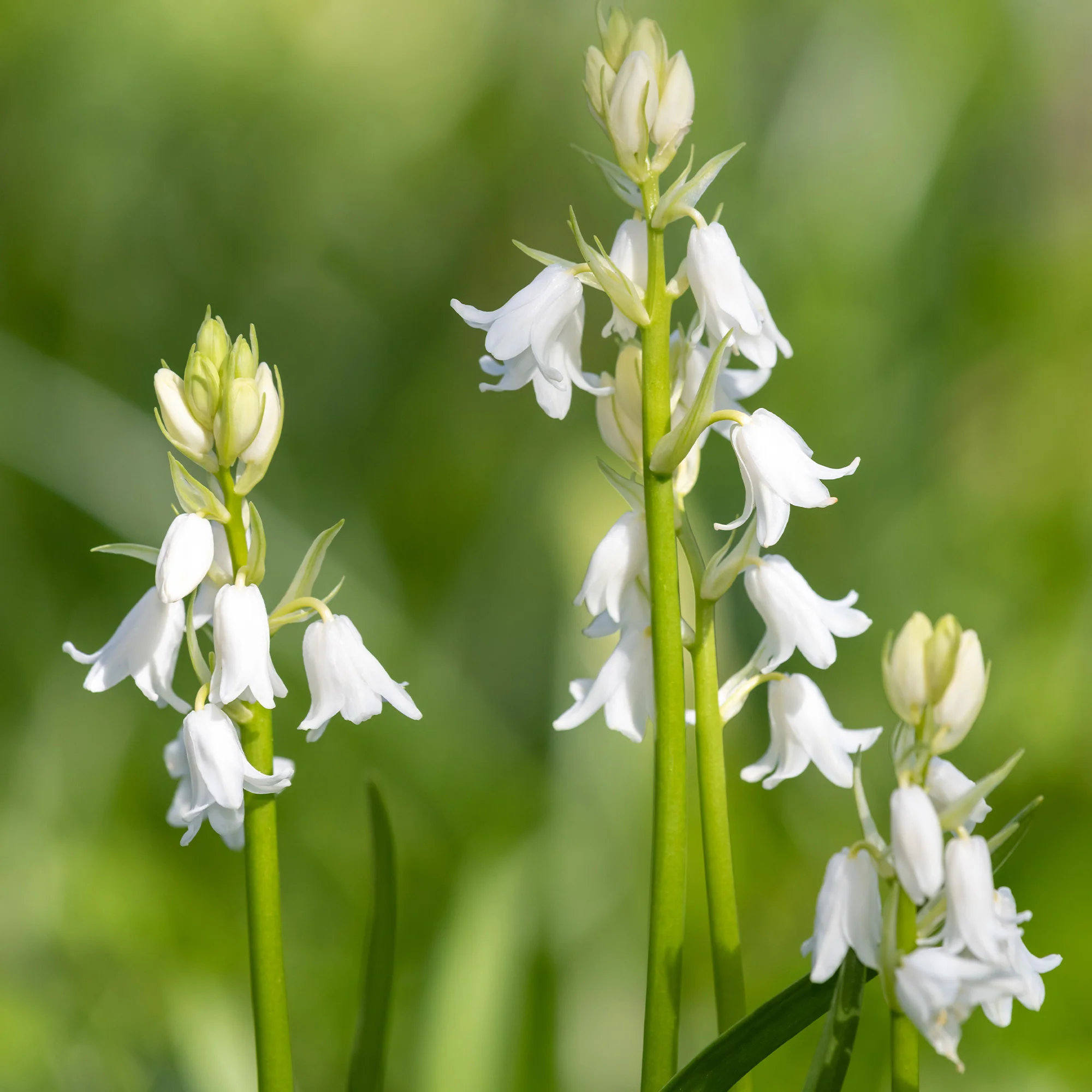 10 Jacinthes d'Espagne à fleurs blanches - Image 2