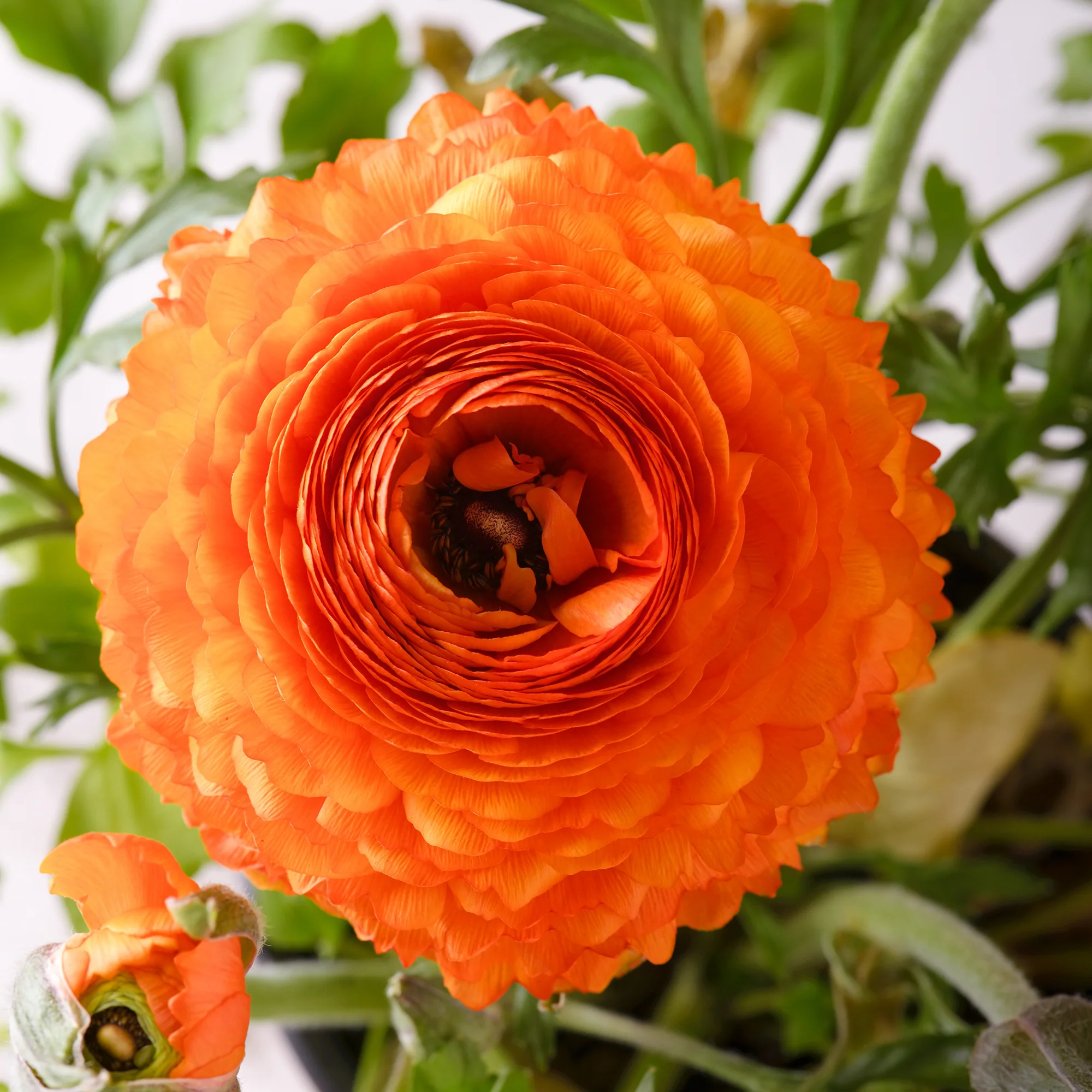 10 Renoncules Orange Flame - Image 3