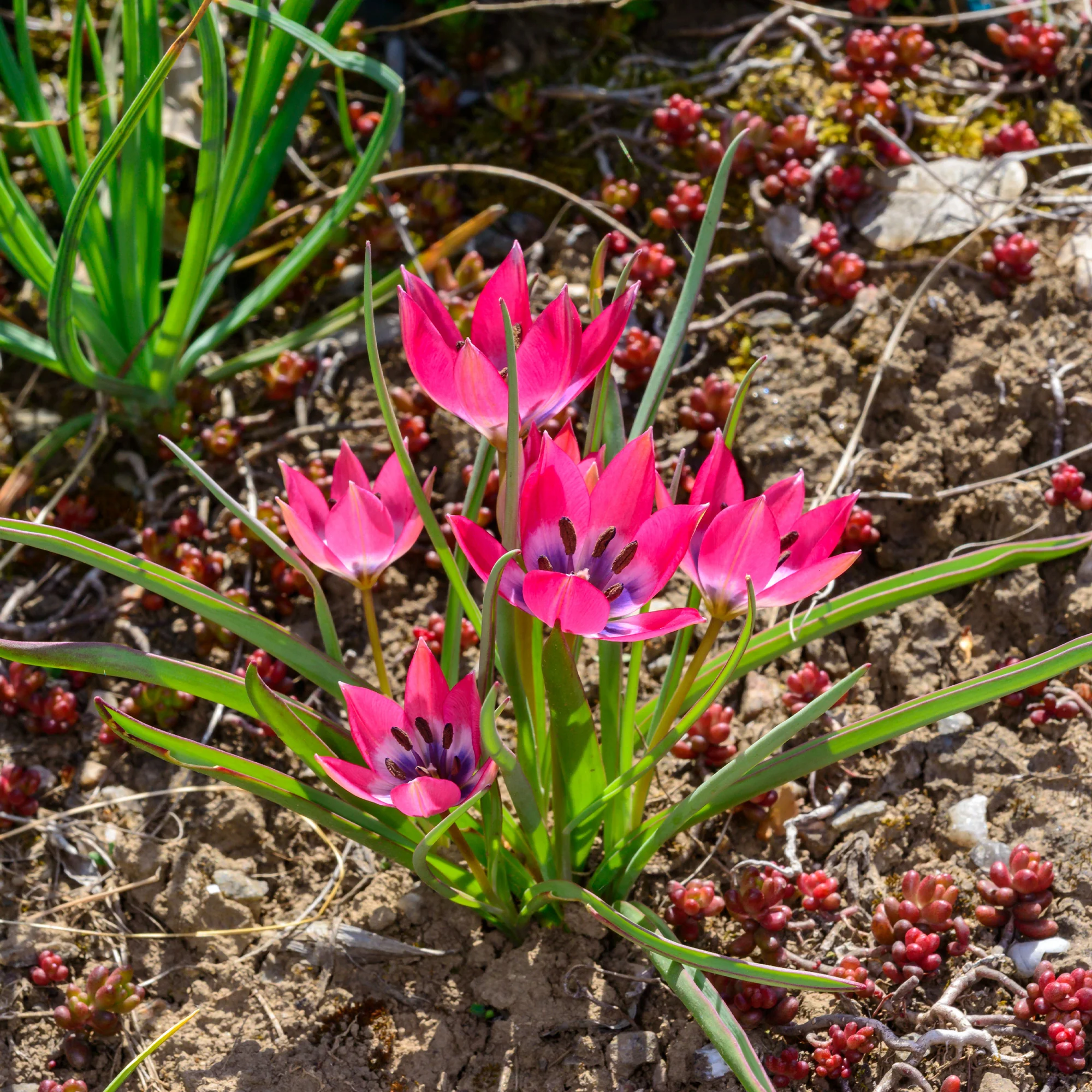 10 Tulipes botaniques Little Beauty - Image 2