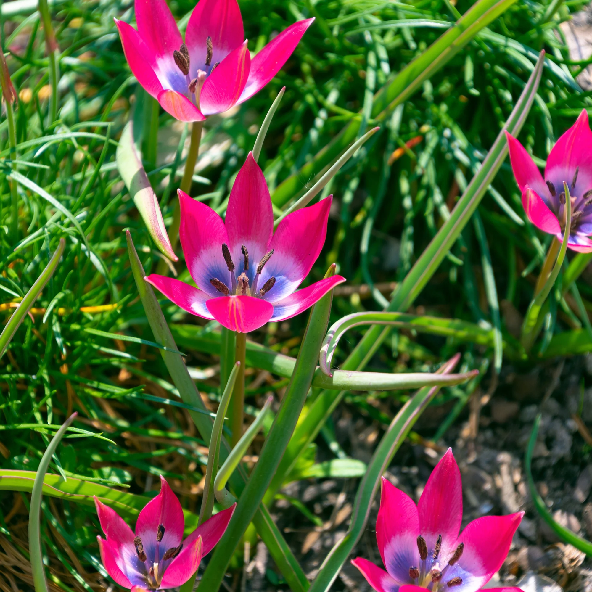 10 Tulipes botaniques Little Beauty - Image 3