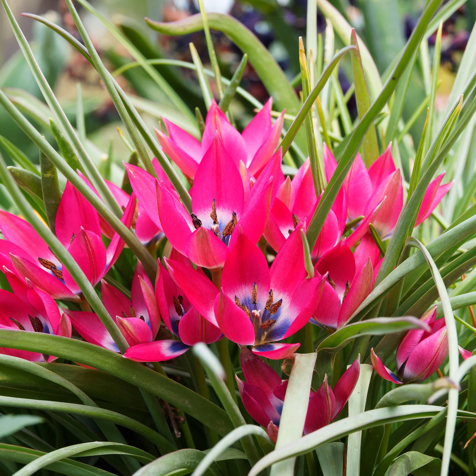 10 Tulipes botaniques Little Beauty - Image 4