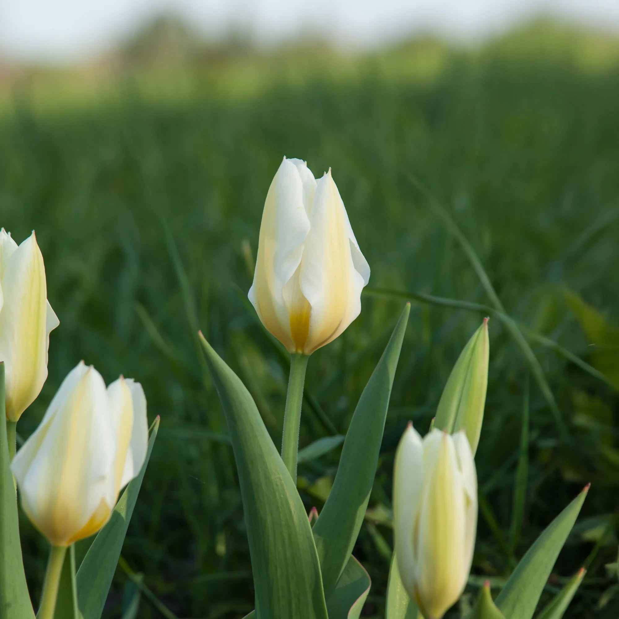 10 Tulipes Fosteriana Purissima - Image 2