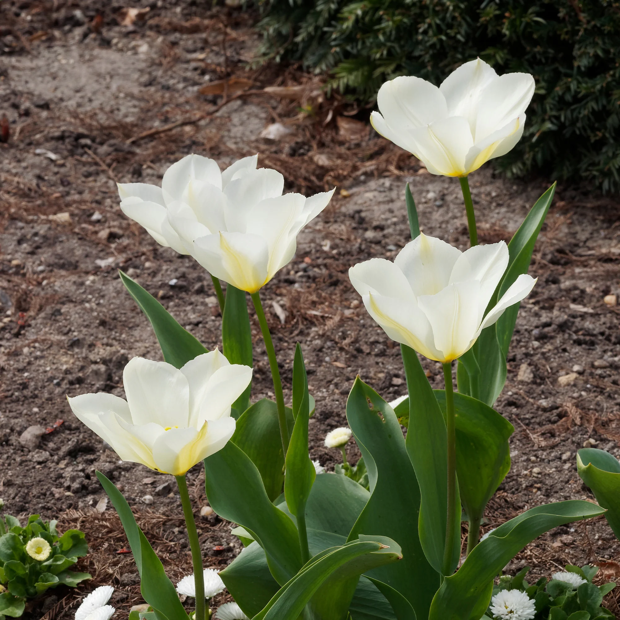 10 Tulipes Fosteriana Purissima - Image 5