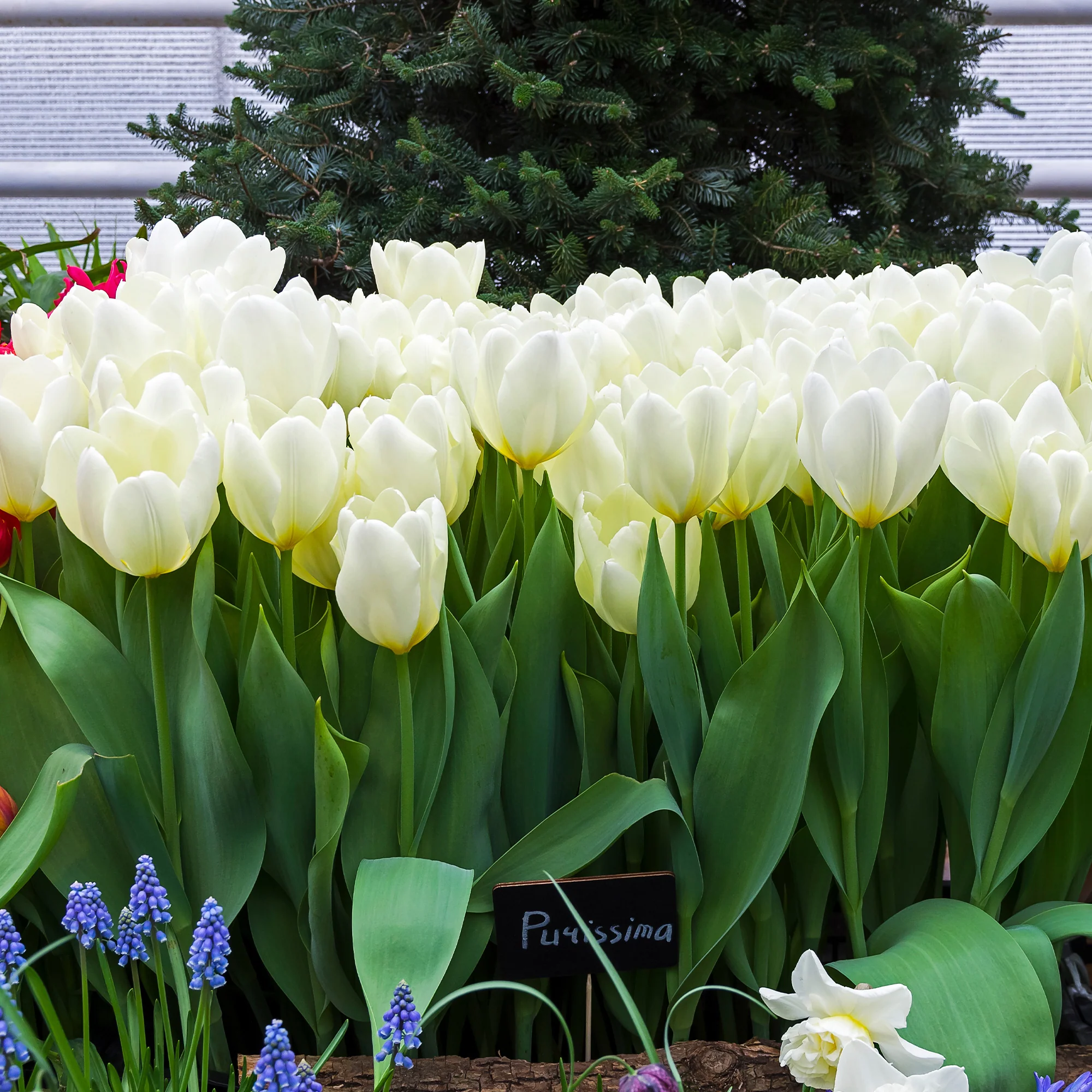 10 Tulipes Fosteriana Purissima - Image 6
