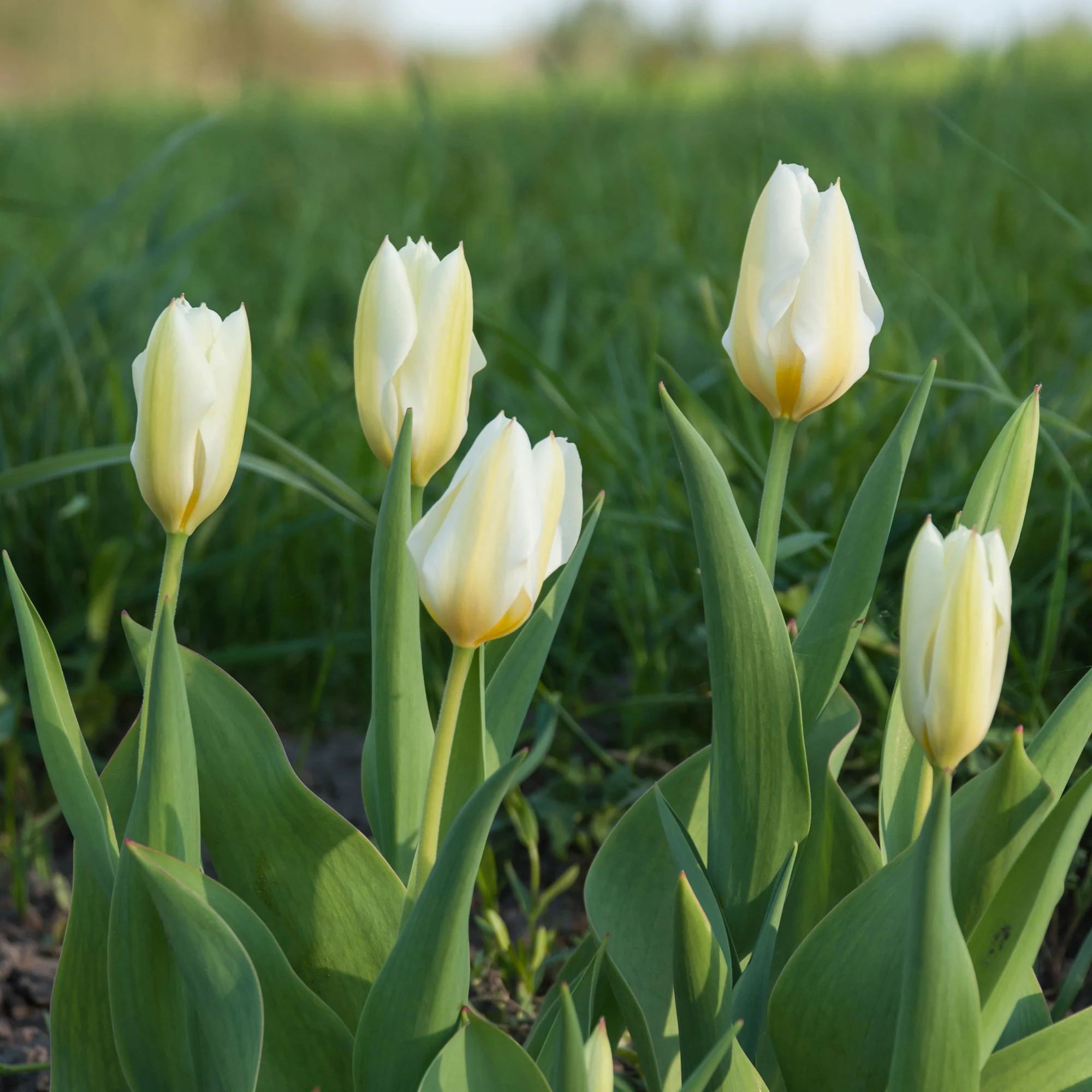 10 Tulipes Fosteriana Purissima - Image 7
