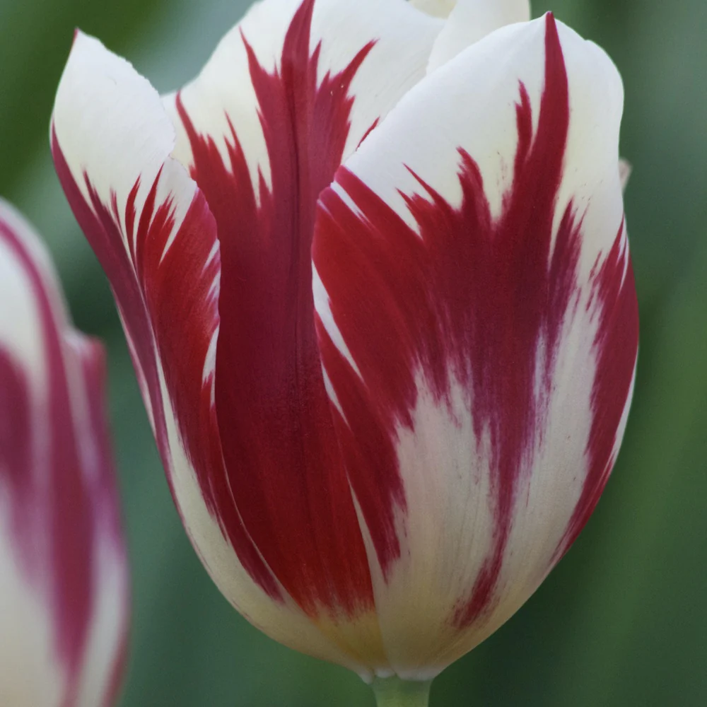 10 Tulipes Triomphe Grand Perfection