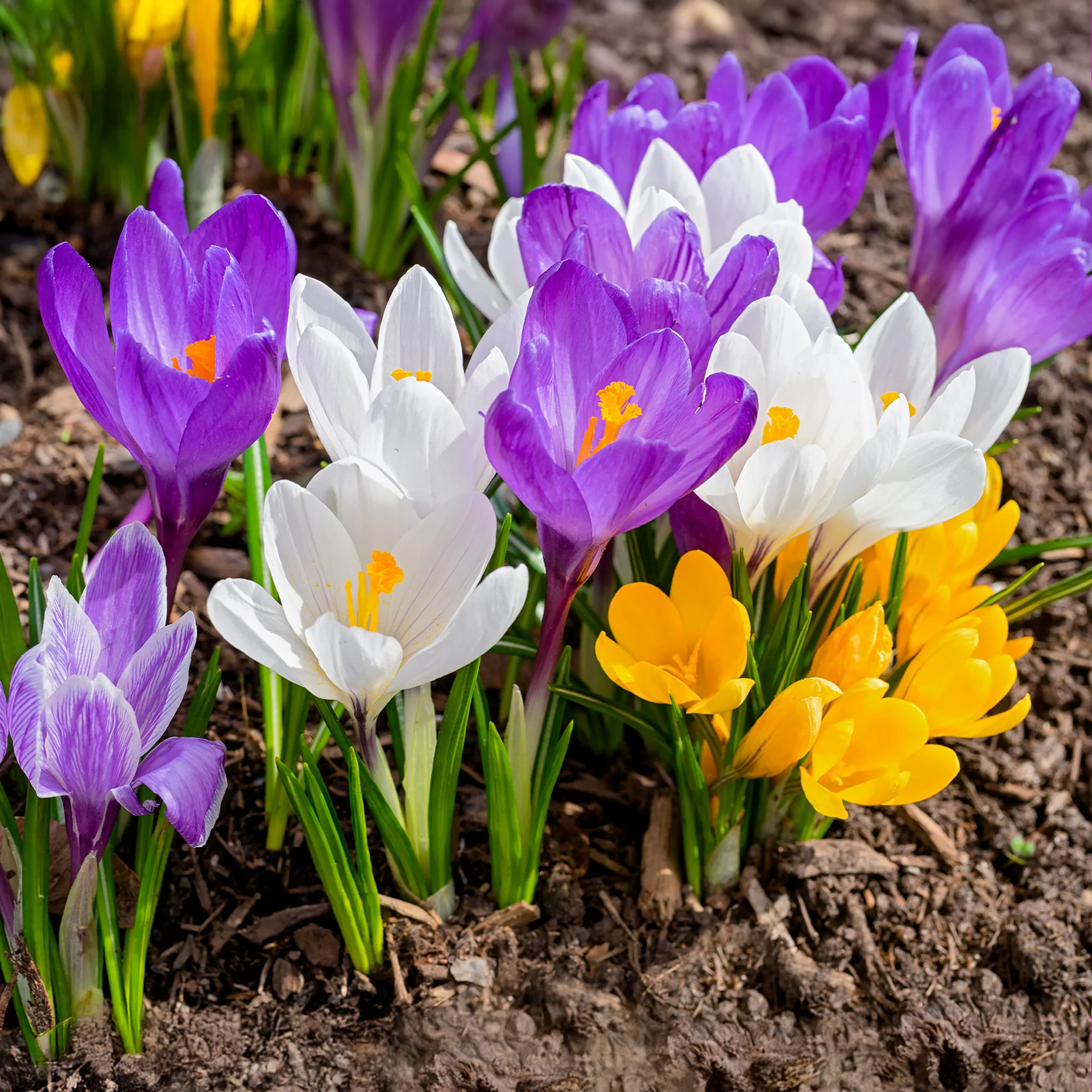 100 Crocus à grosses fleurs en mélange