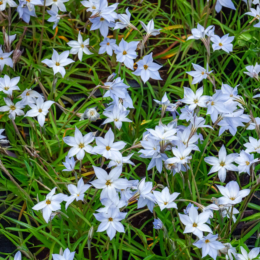 15 Etoiles de printemps Wisley Blue