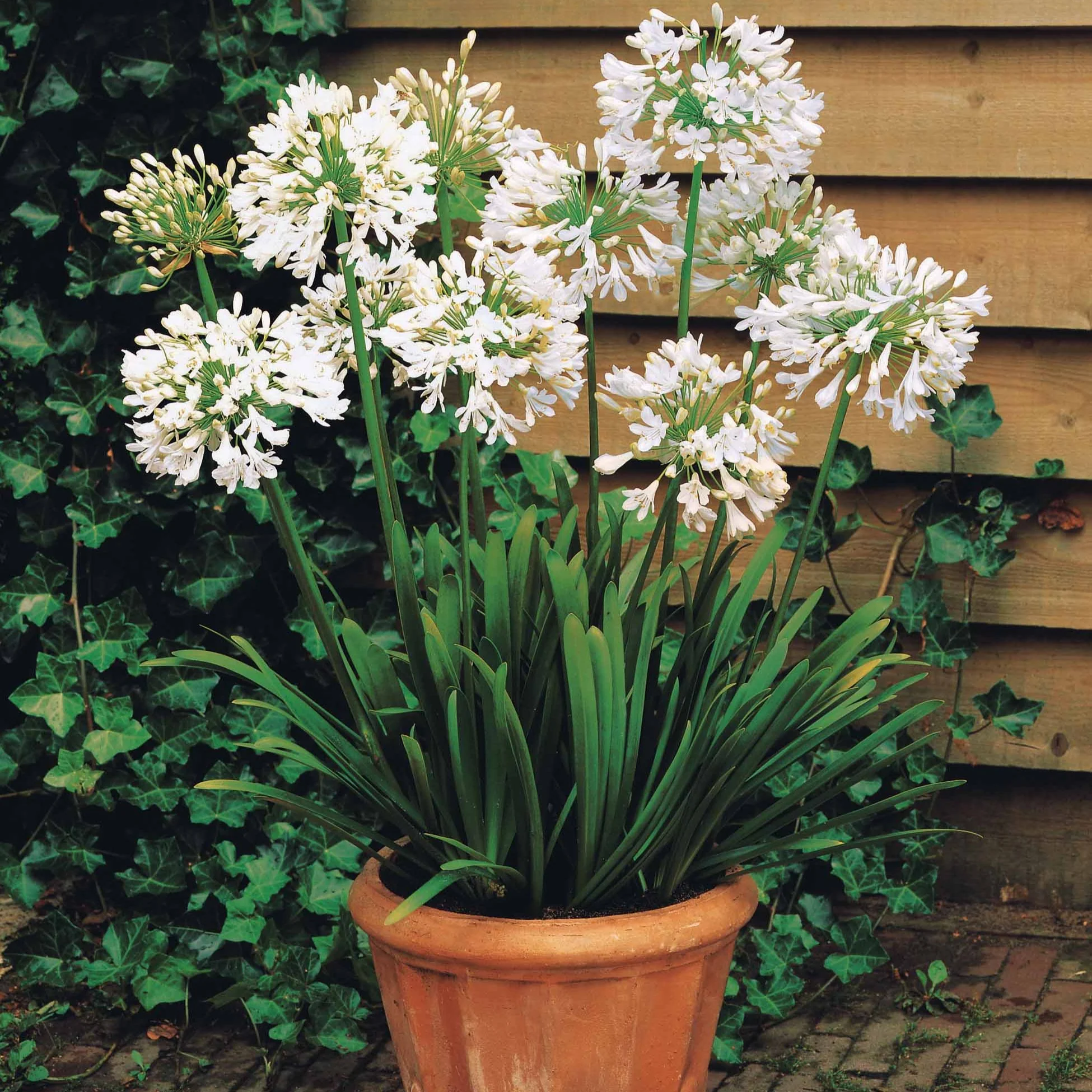 2 Agapanthes blanches - Image 3