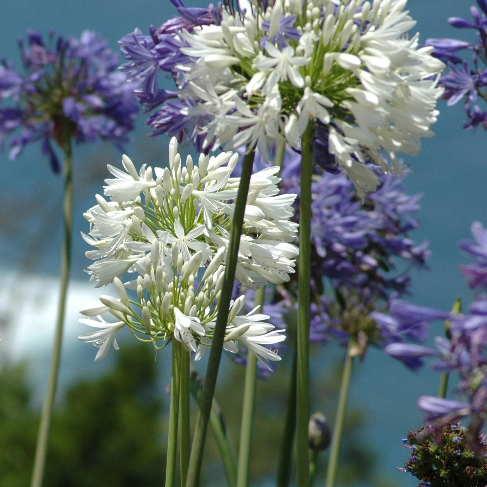 2 Agapanthes blanches - Image 4