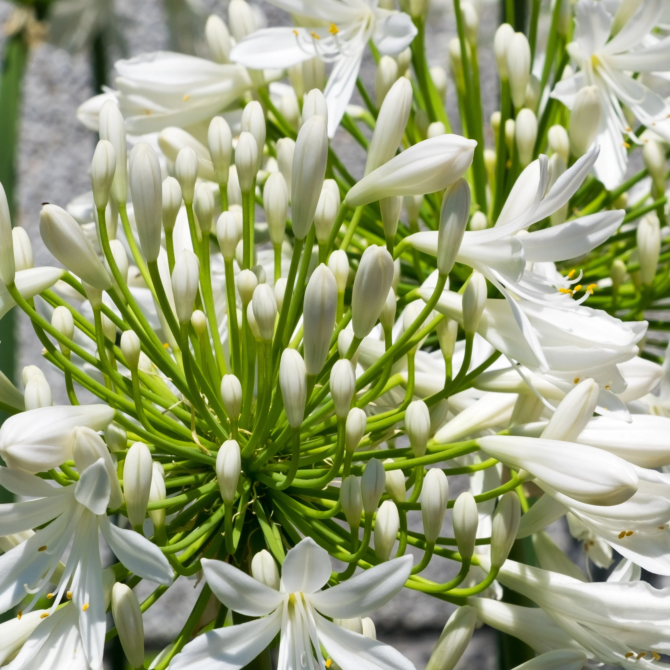 2 Agapanthes blanches - Image 6