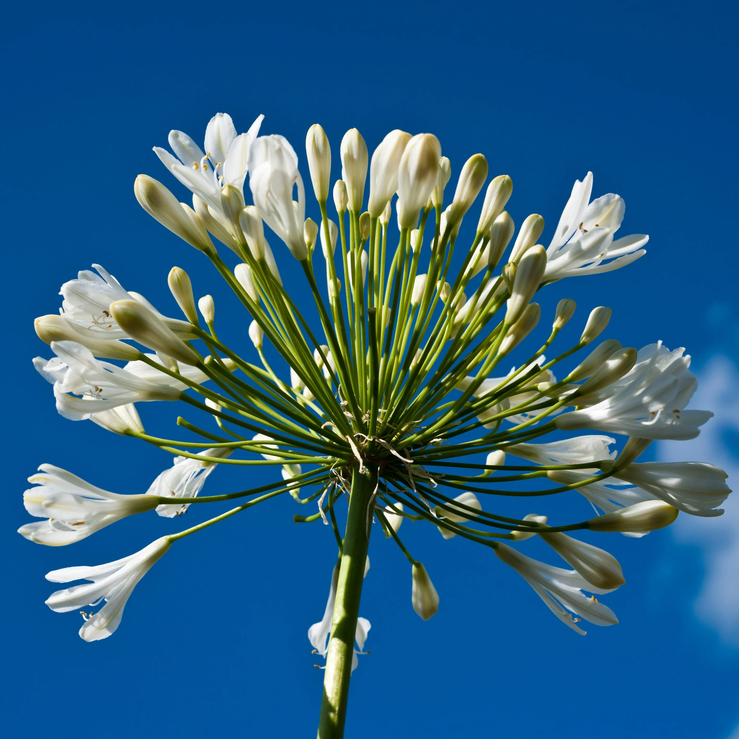 2 Agapanthes blanches - Image 7