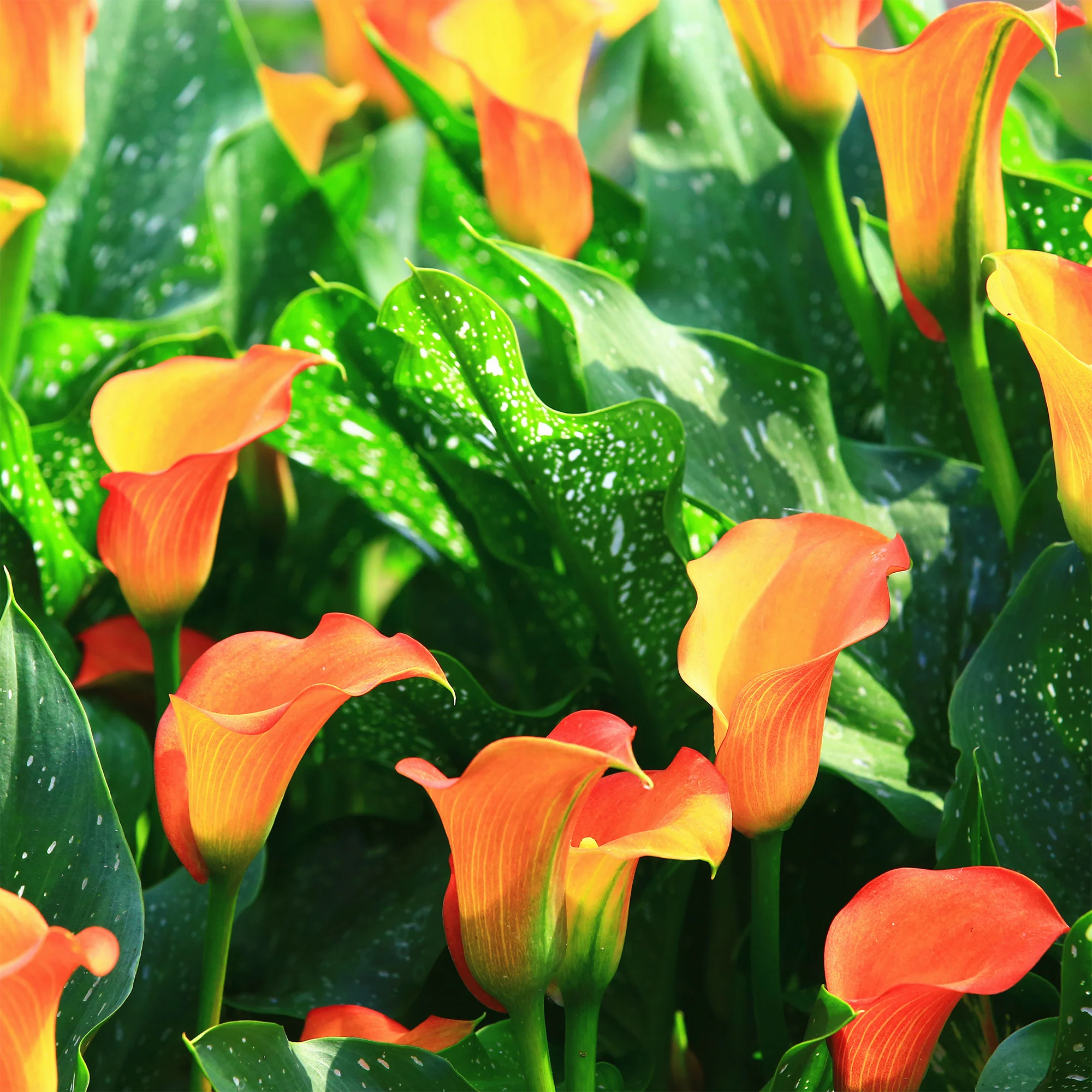 2 Calla Peach Pearl - Image 2