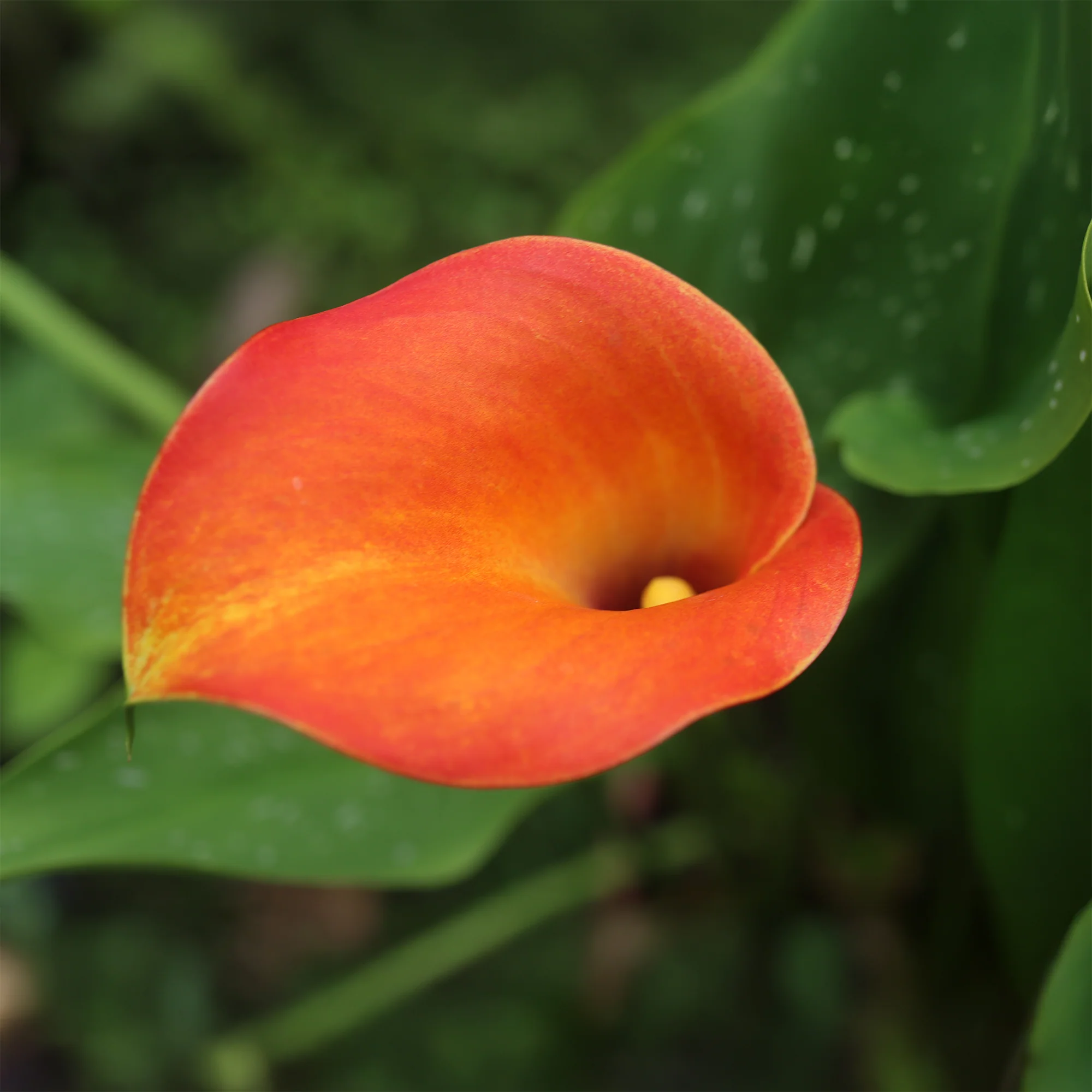 2 Calla Peach Pearl - Image 3