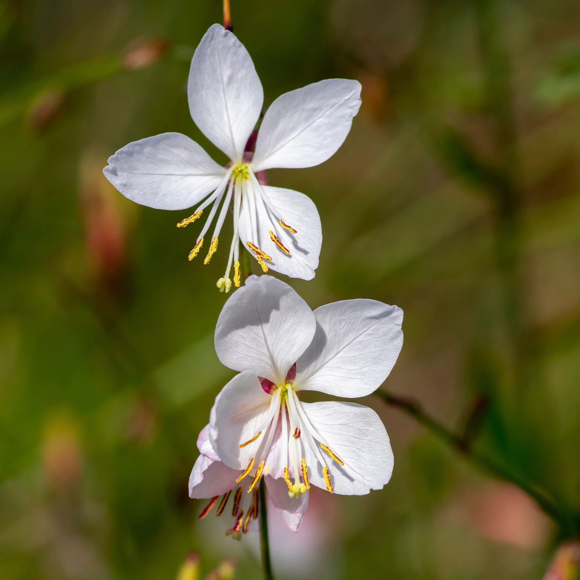 2 Gauras blanches - Image 3