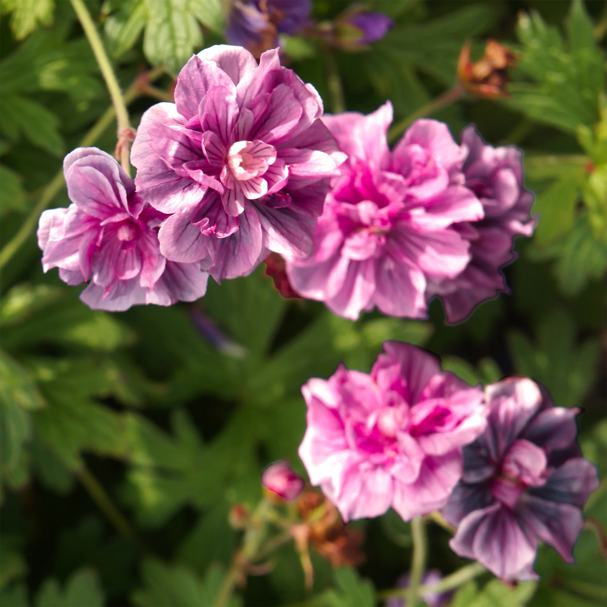 2 Géraniums vivaces doubles roses