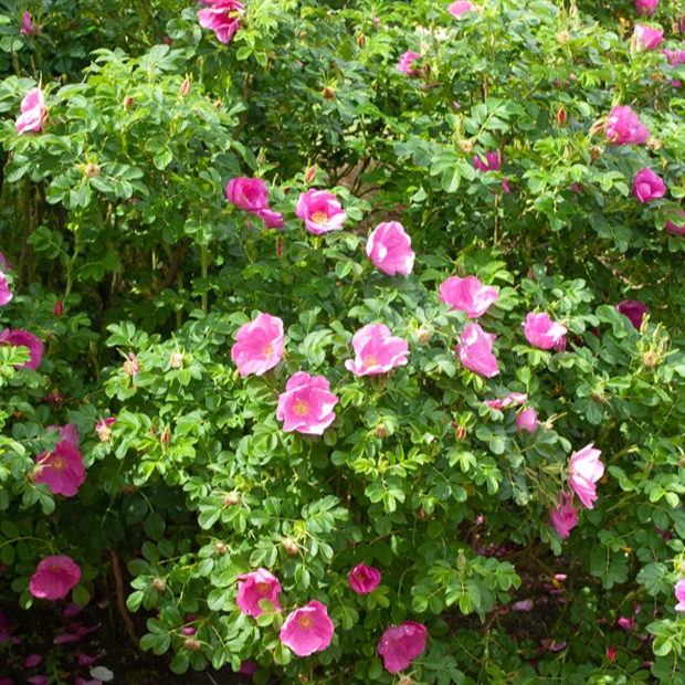 2 Rosiers rugueux rose foncé (pot)