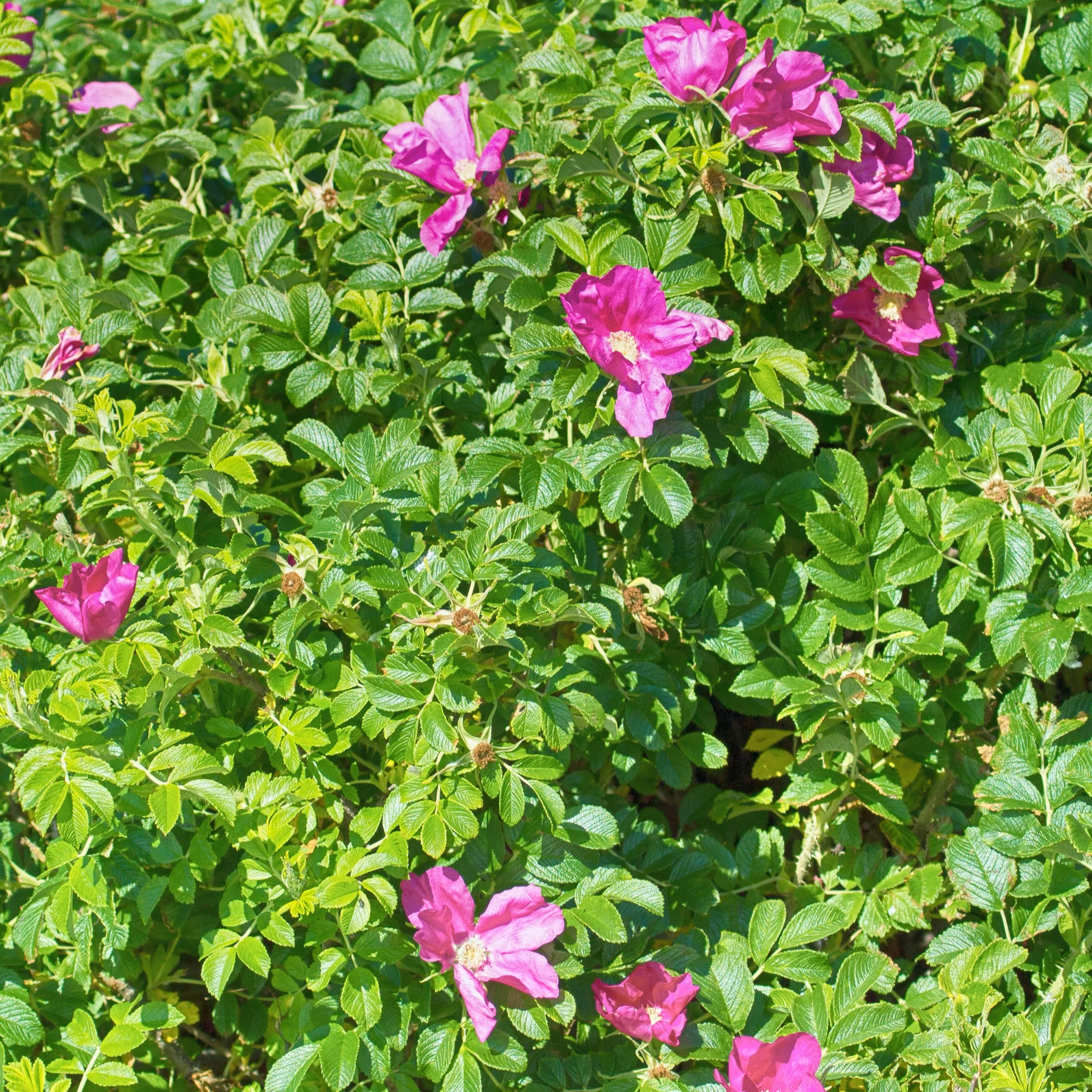 2 Rosiers rugueux rose foncé (pot) - Image 3