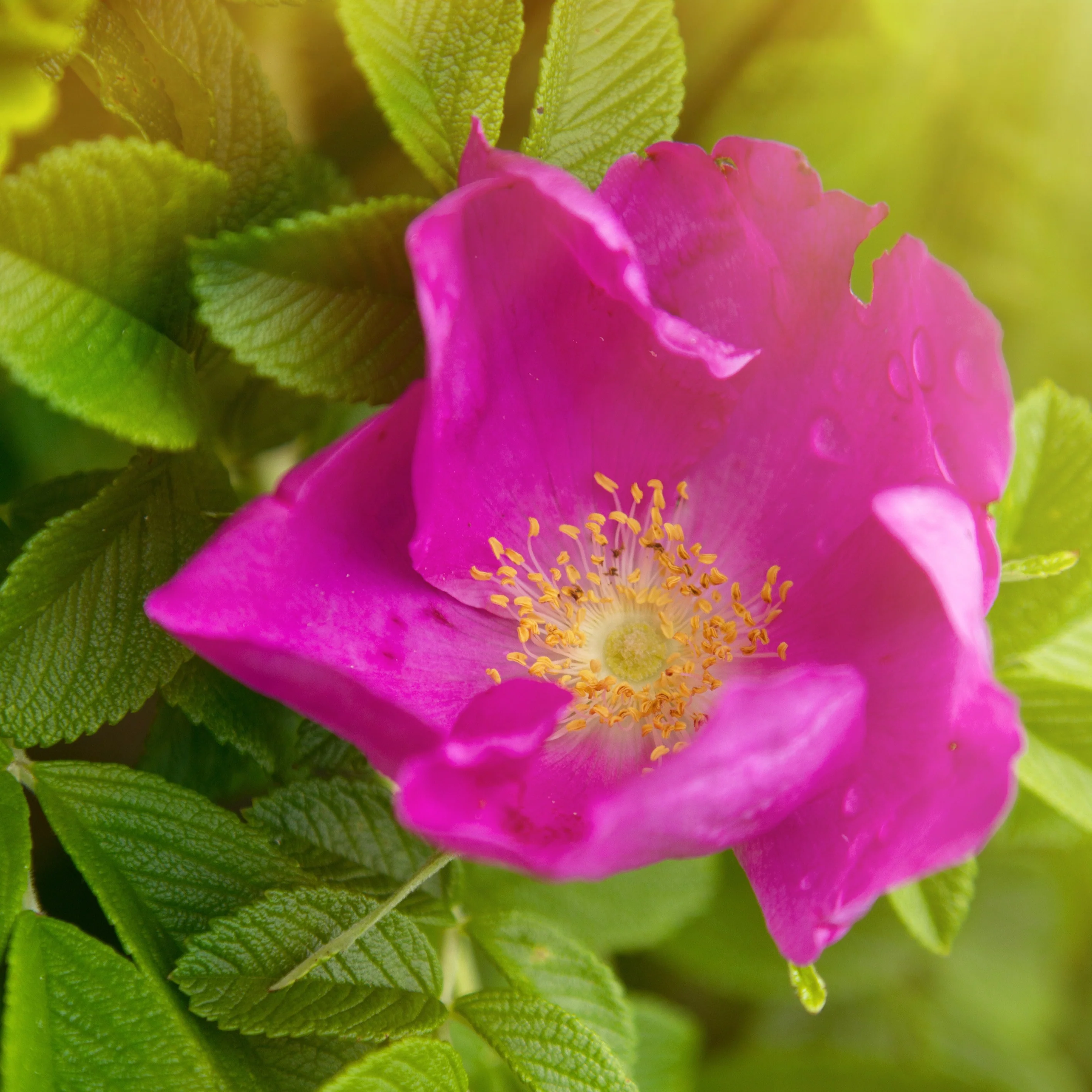 2 Rosiers rugueux rose foncé (pot) - Image 4