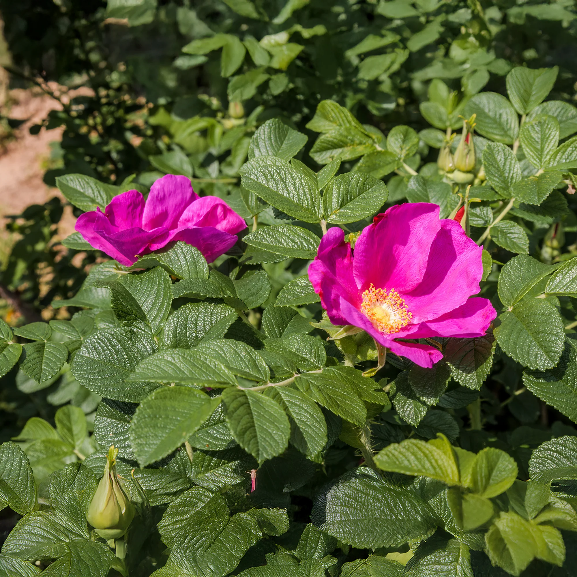 2 Rosiers rugueux rose foncé (pot) - Image 5
