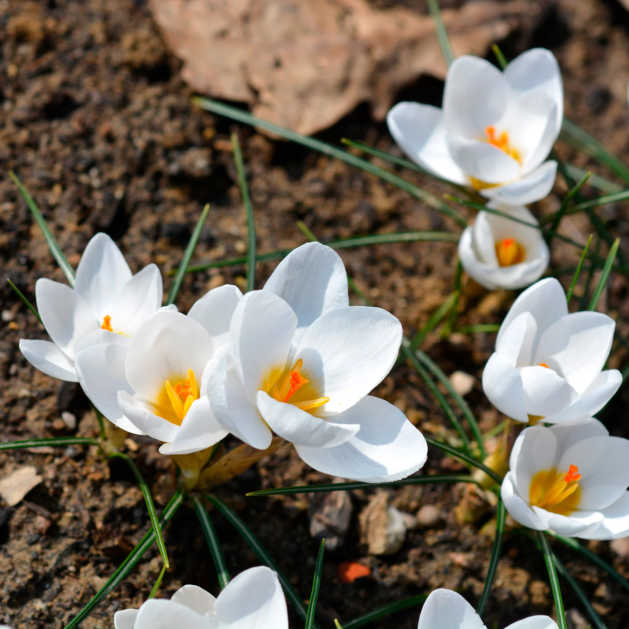 10 Crocus Ard Schenk - Image 2