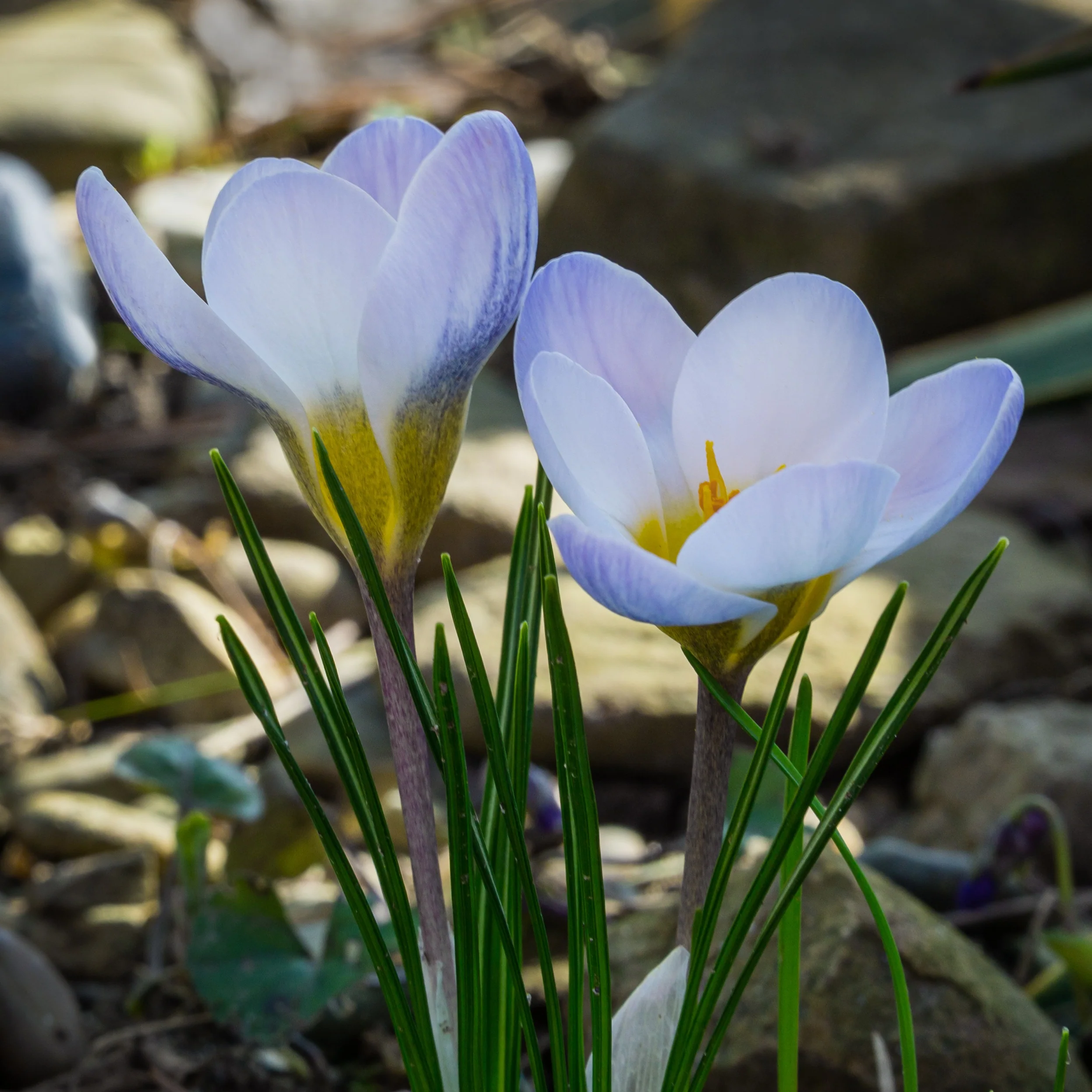 20 Crocus Blue Pearl - Image 2