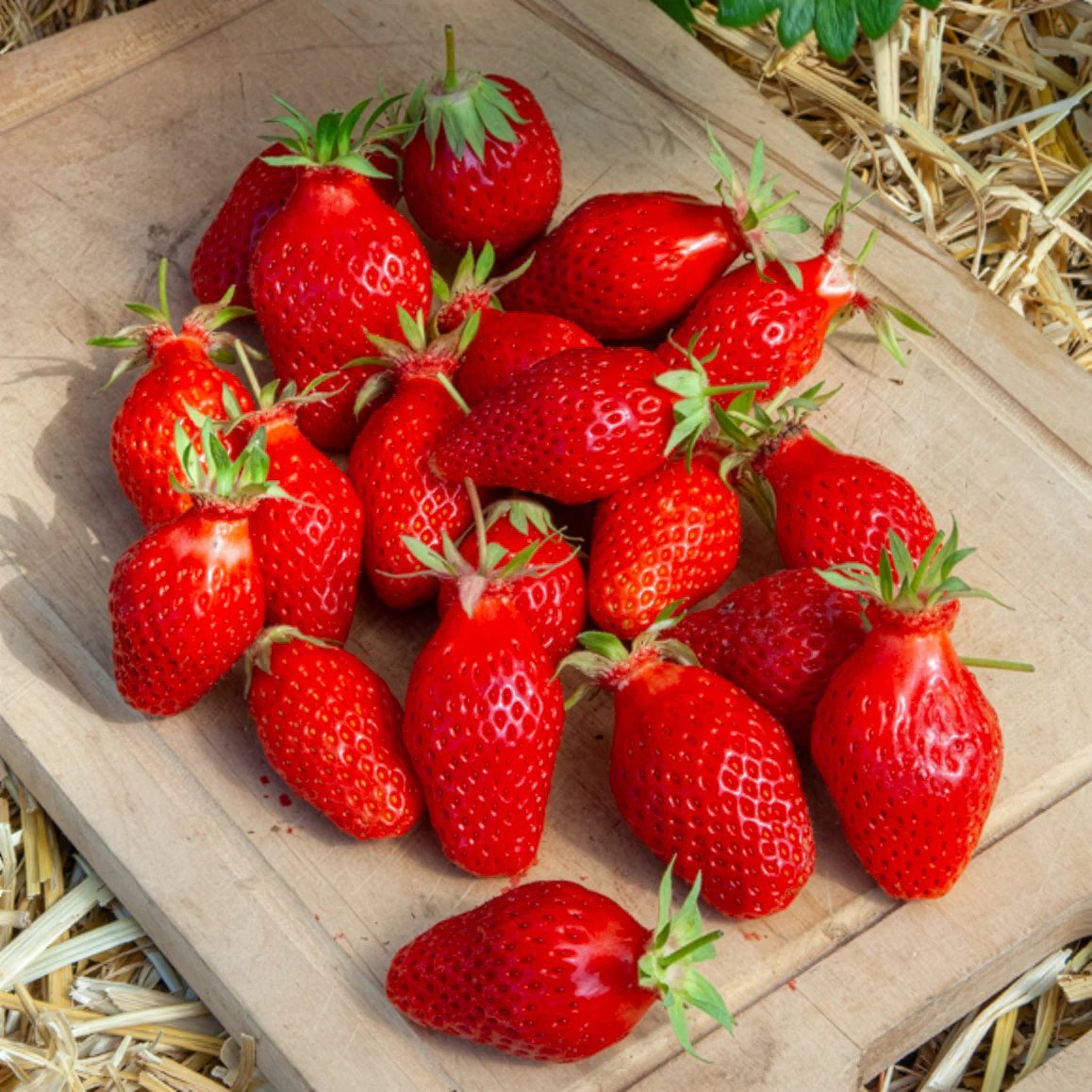 20 Fraisiers non remontants Gariguette