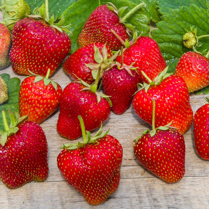 20 Fraisiers Maxim - Image 2
