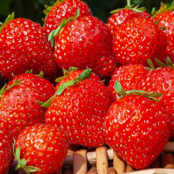 Fraisiers remontants Mara des Bois