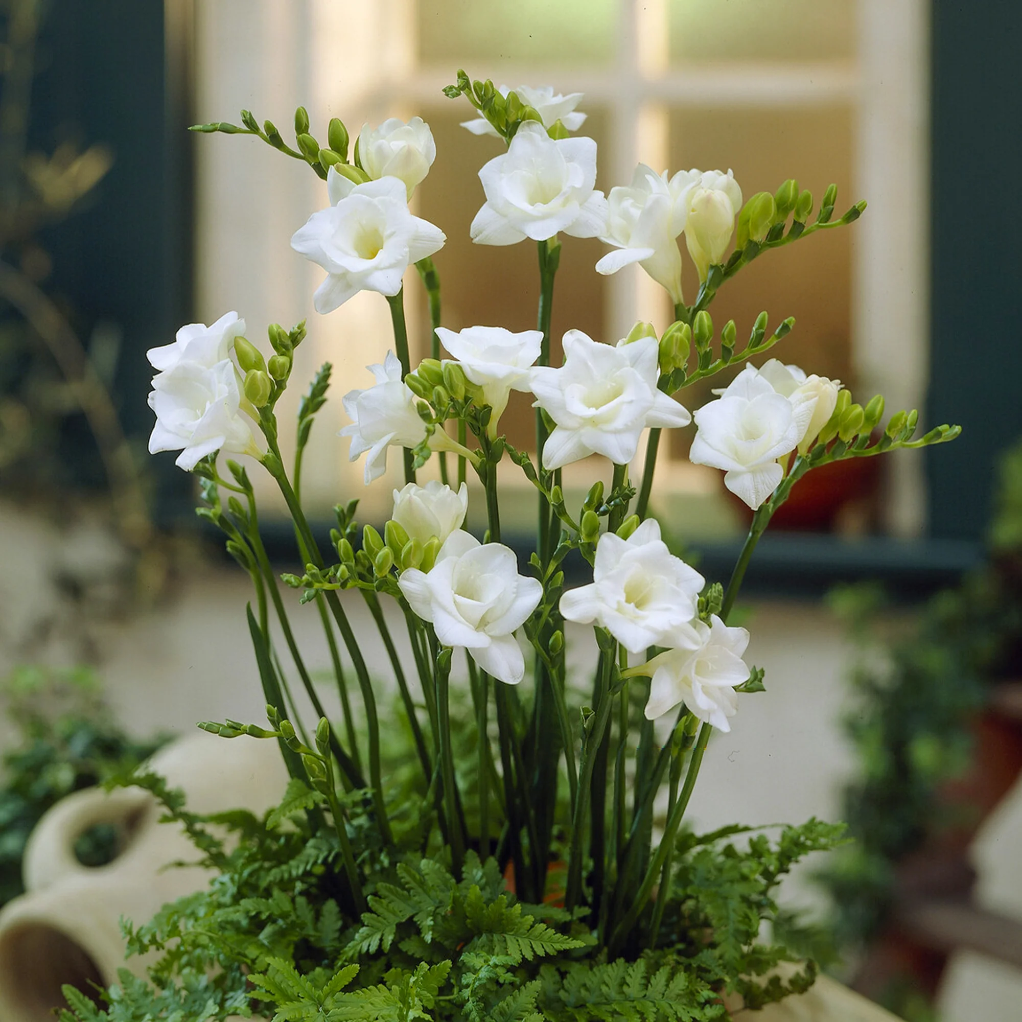 25 Freesias à fleurs doubles blanches - Image 2