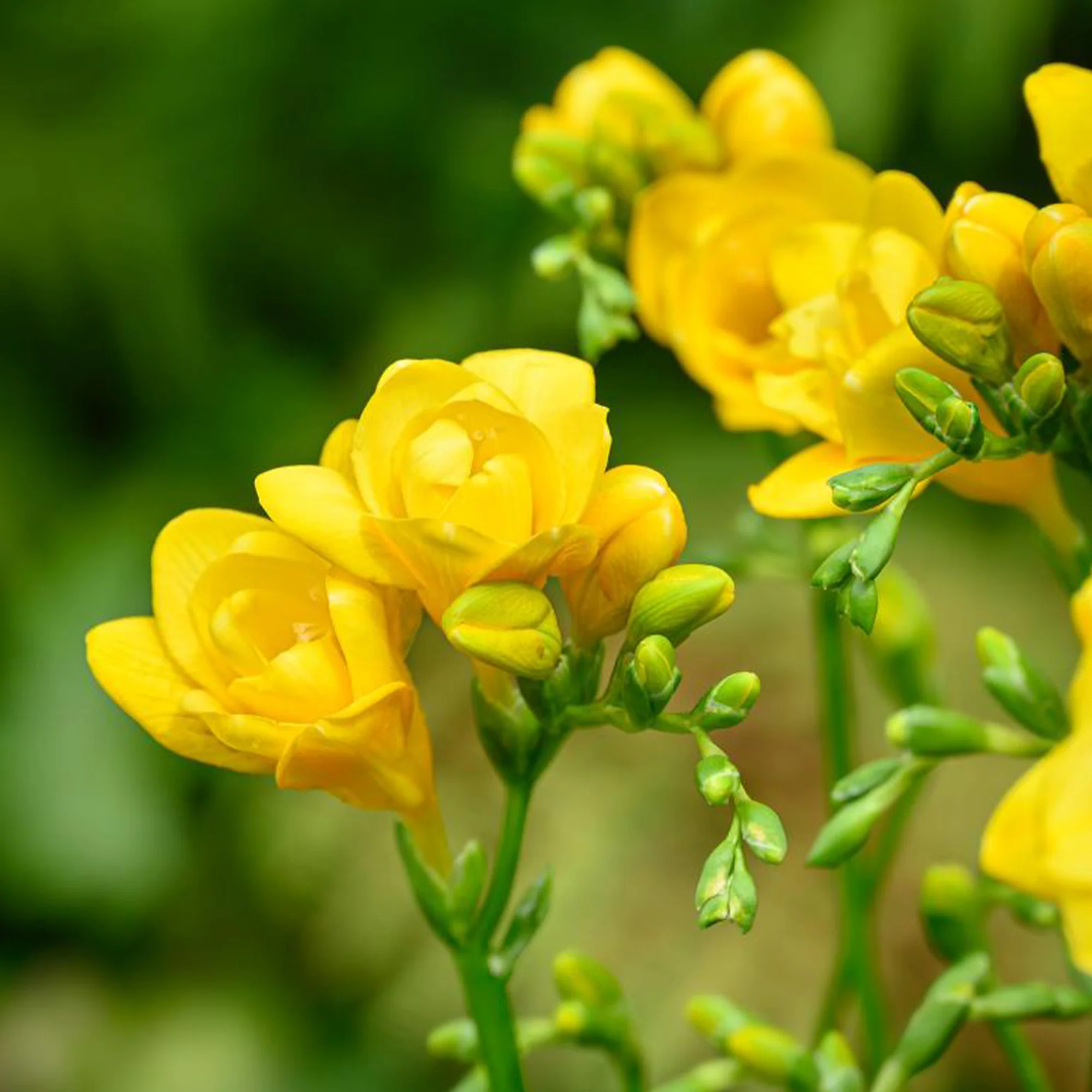 25 Freesias à fleurs doubles jaunes