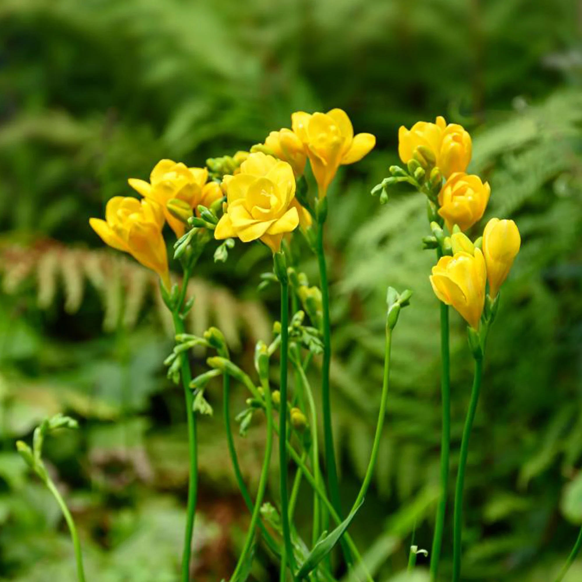 25 Freesias à fleurs doubles jaunes - Image 2