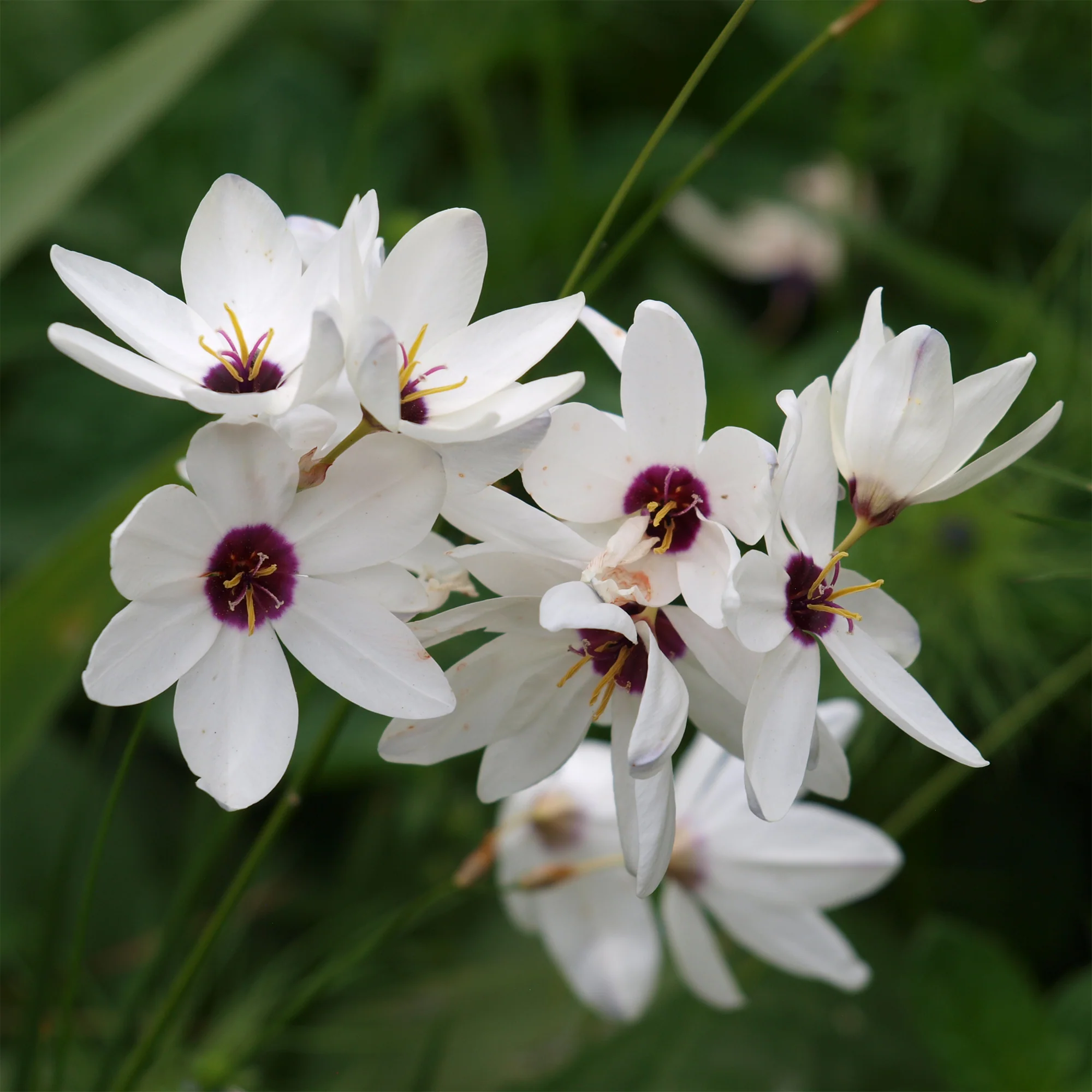 25 Lis des blés - Ixia Giant - Image 2