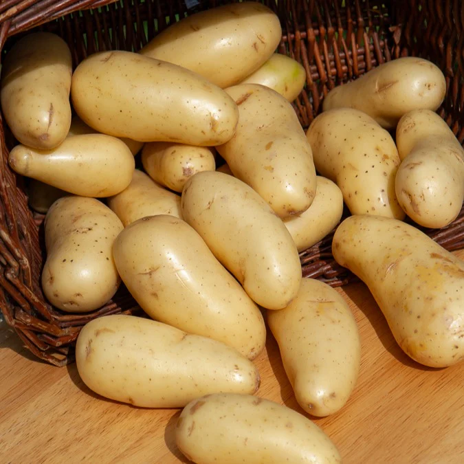 25 Pommes de terre Amandine - Image 2
