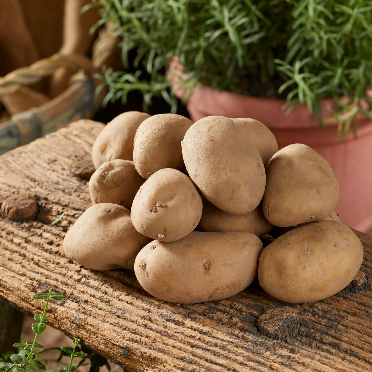 25 Pommes de terre Charlotte - Image 2