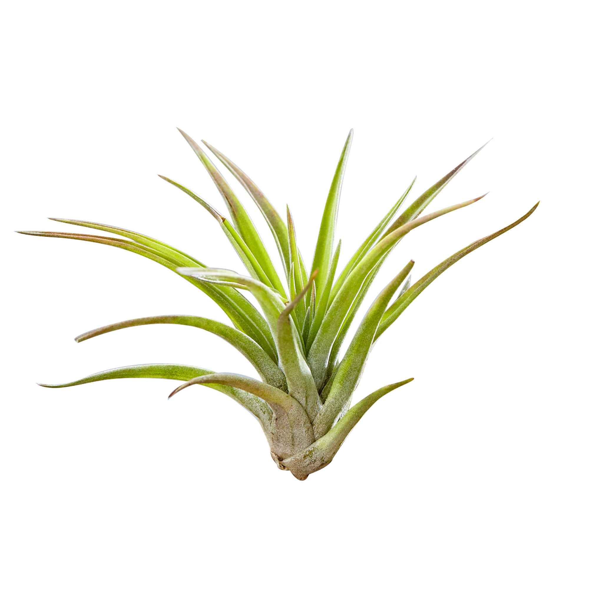 Tillandsias sur bois - Image 2