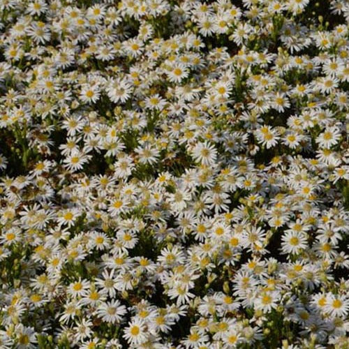 Astère nain d'automne Starshine