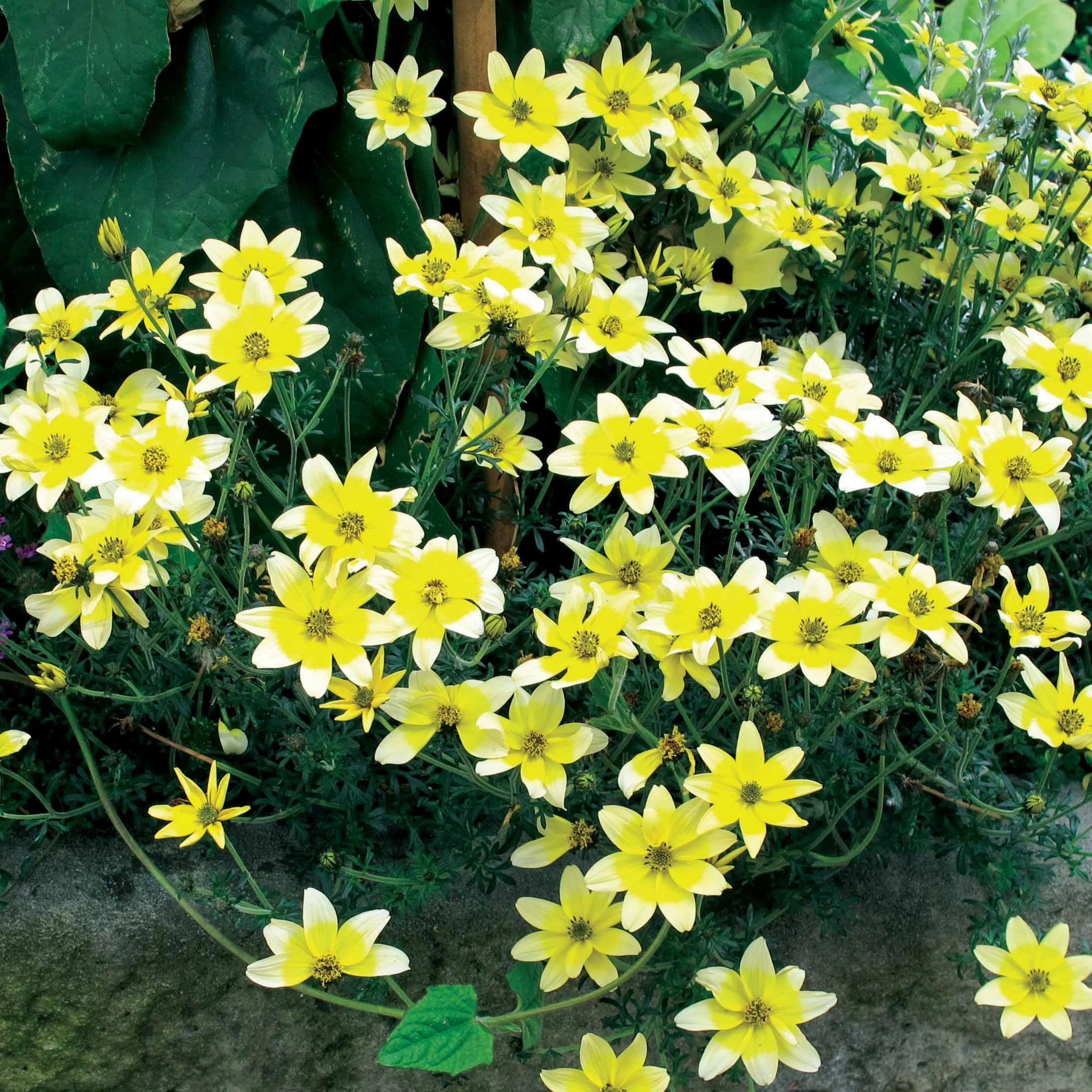 3 Bidens jaunes