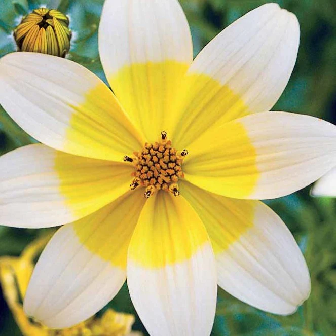 3 Bidens jaunes - Image 2