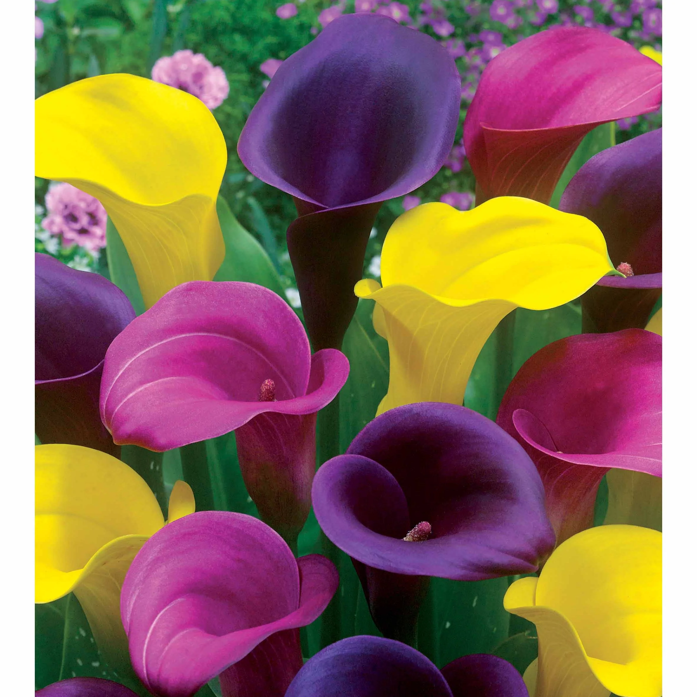 3 Callas rose, jaune, pourpre en mélange - Image 2