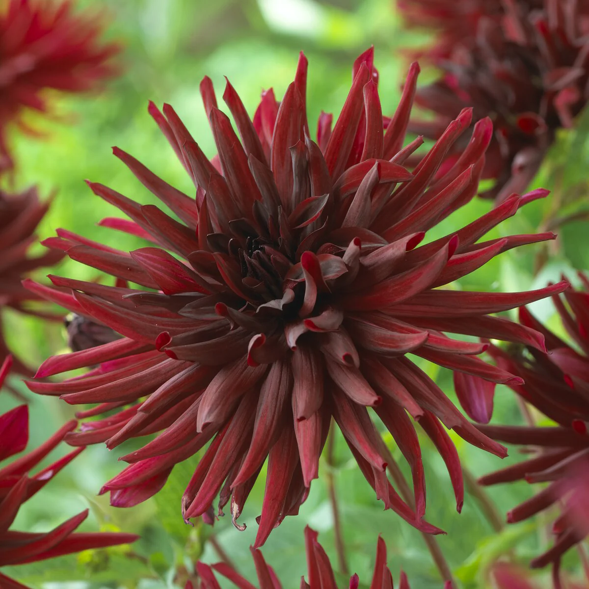 3 Dahlias cactus Black Narcissus