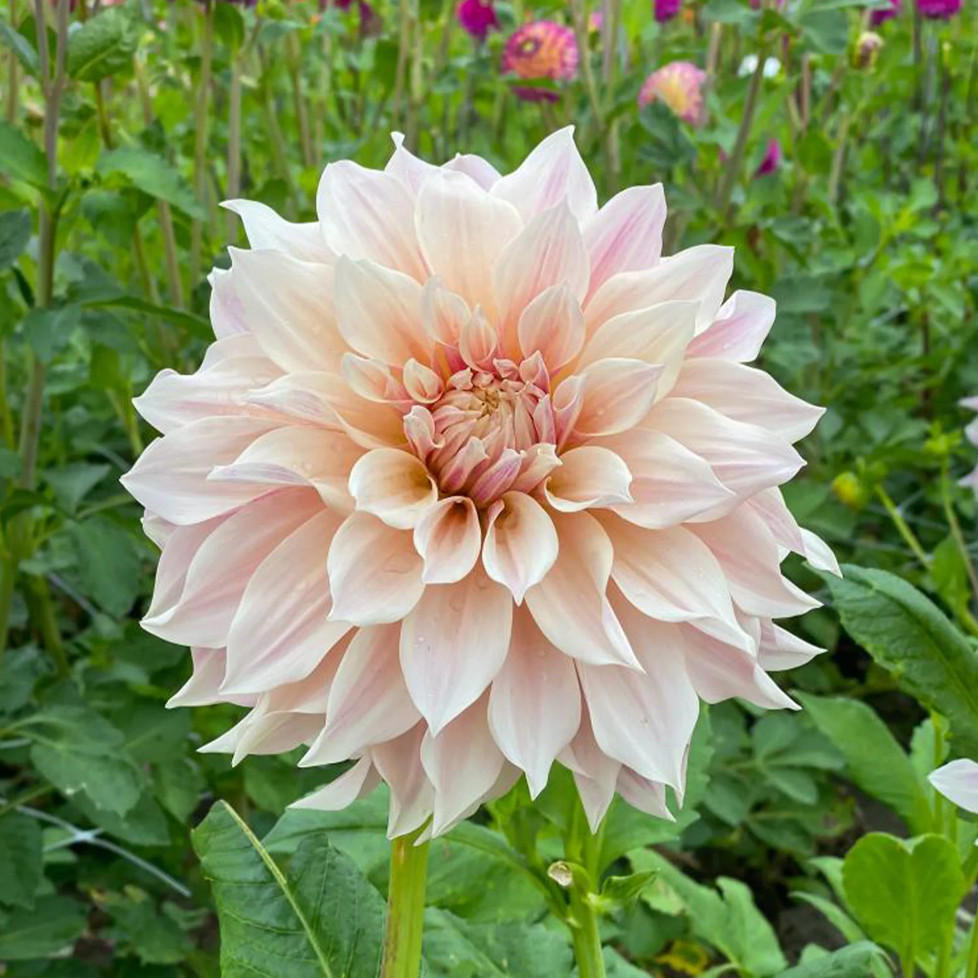 3 Dahlias Café au lait - Image 4