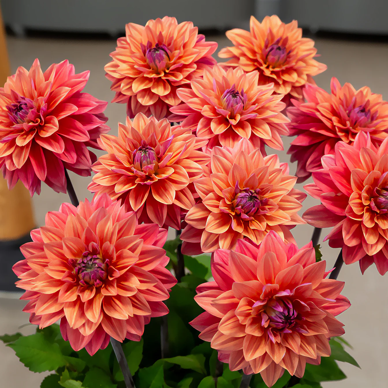 3 Dahlias décoratifs American Dawn - Image 2