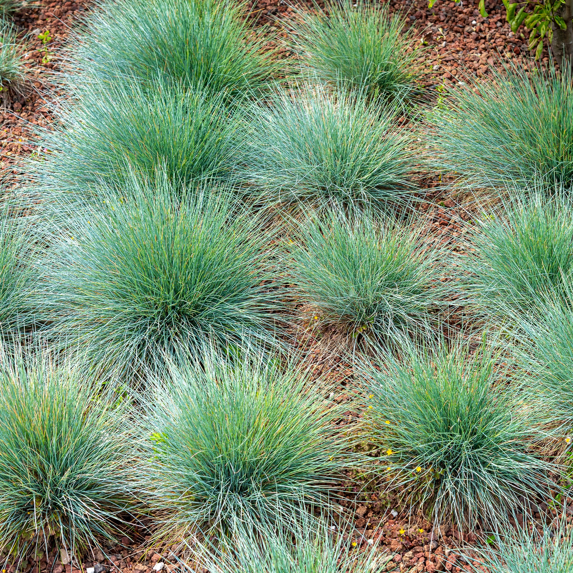 Fétuque bleue