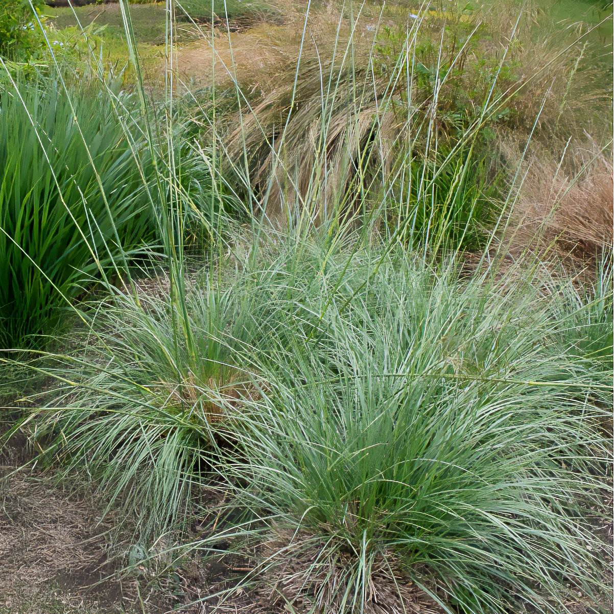 Fétuque mairei - Image 2