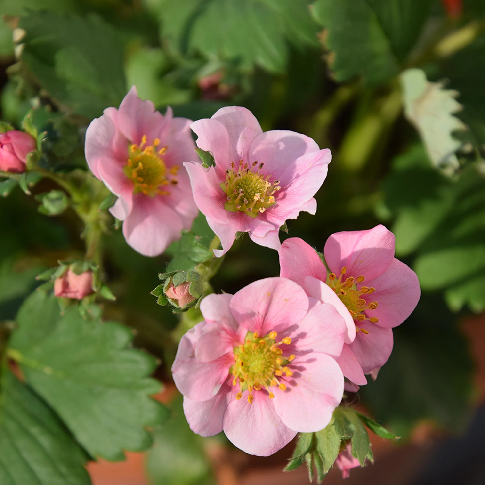 Fraisier rose Pink Panda