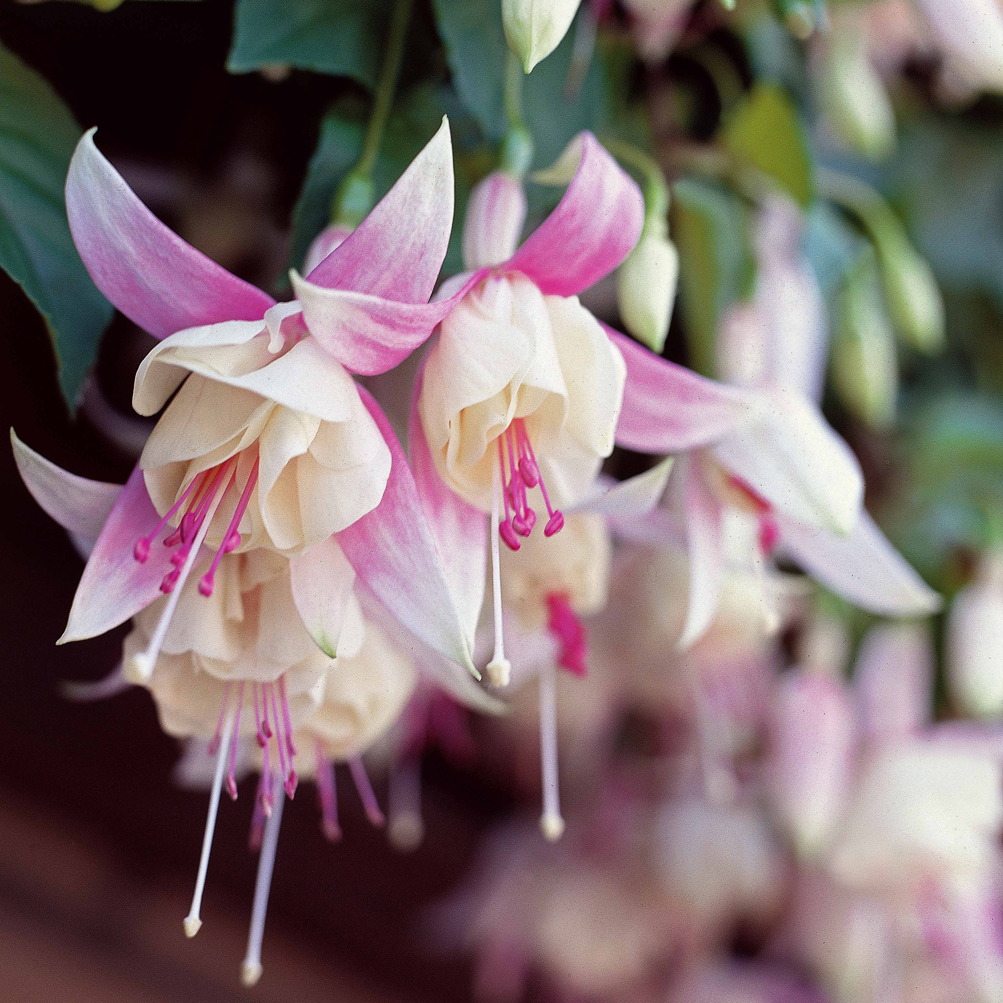 3 Fuchsias résistants au gel Annabel - Image 2