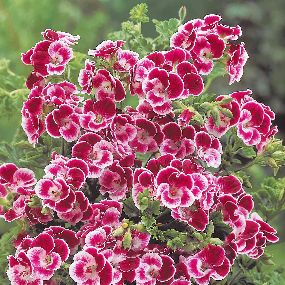3 Géraniums parfumés Pansy - Image 2